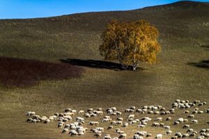 Roedeo Cashmere comes from strict origin control (10)