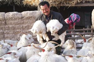 Roedeo Cashmere comes from strict origin control (8)