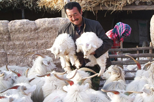Roedeo Cashmere comes from strict origin control (8)