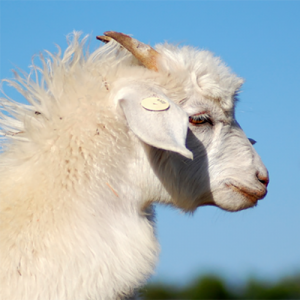 dehaired goats wool 1202